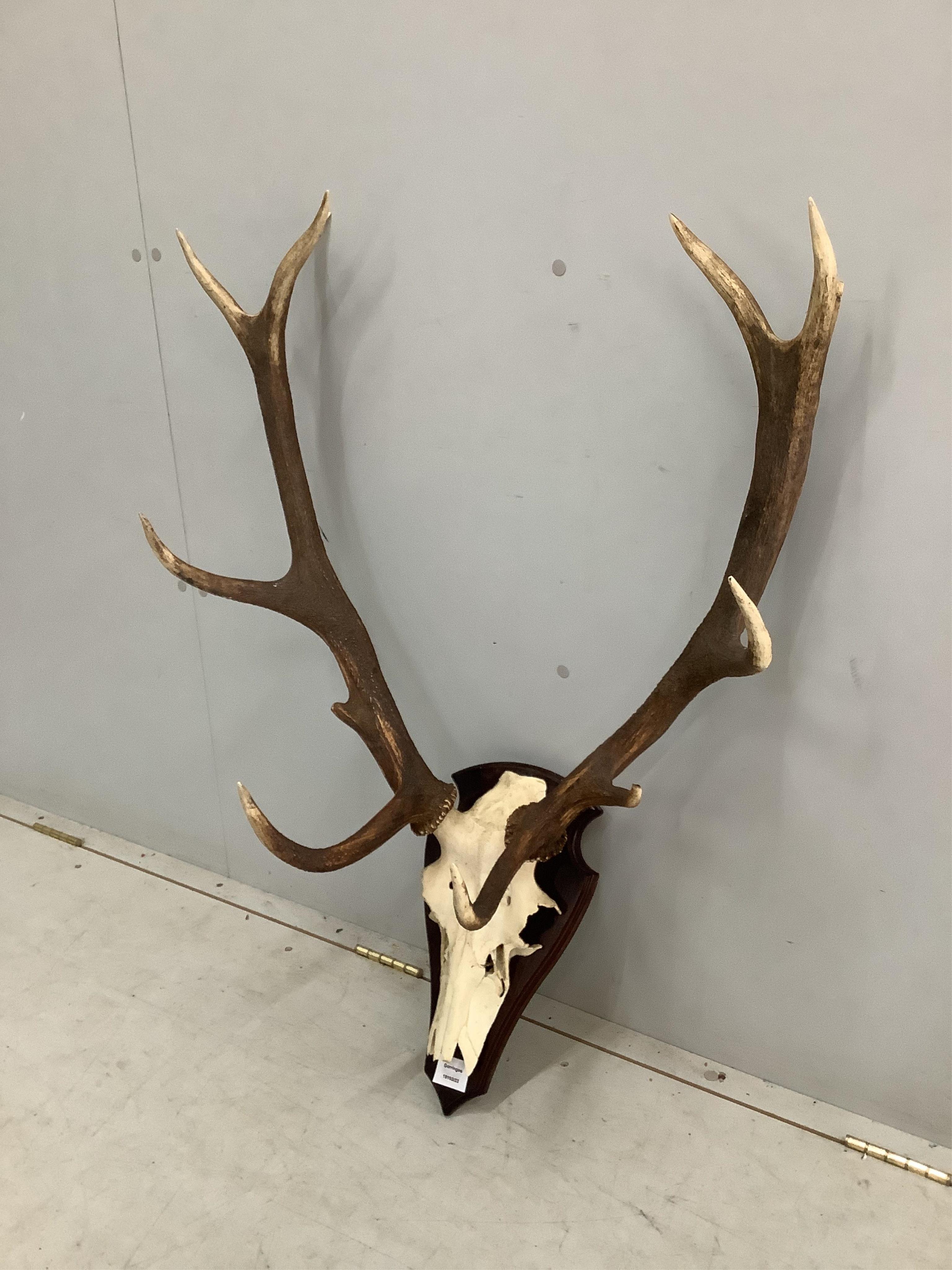 A taxidermy stag skull with antlers on shield shape backplate, height 86cm